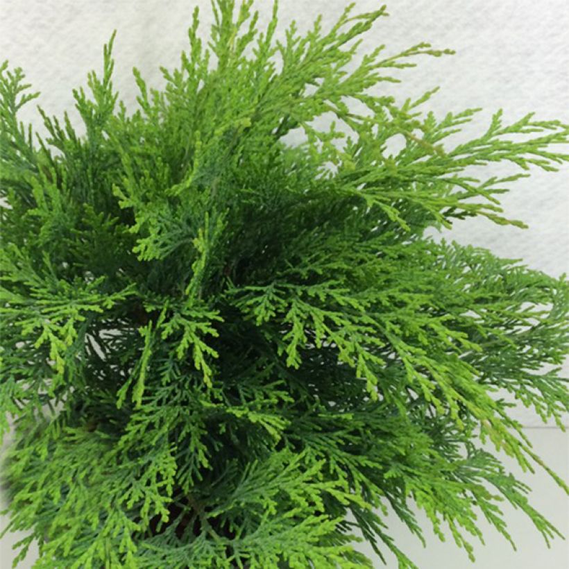 Chamaecyparis lawsoniana Mini Globus - Lawson Cypress (Plant habit)