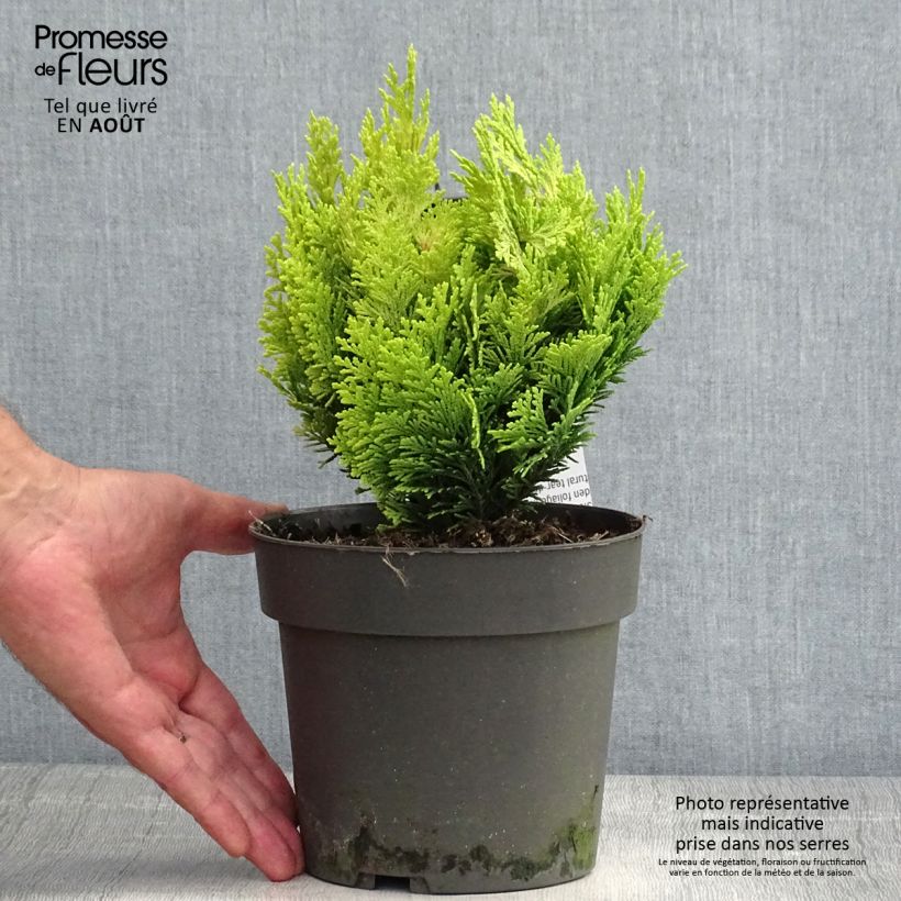 Chamaecyparis lawsoniana Minima Aurea - Lawson Cypress 2L/3L pot sample as delivered in summer