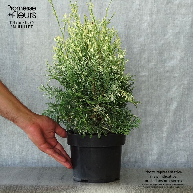 Chamaecyparis lawsoniana Pearly Swirls - Lawson Cypress 2L/3L potShipped height around 20+/-cm sample as delivered in summer