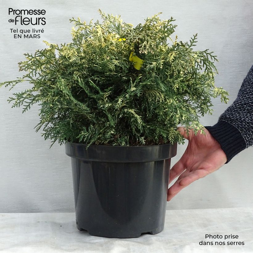 Chamaecyparis lawsoniana Pearly Swirls - Cyprès de Lawson en pot de 7,5/10L sample as delivered in winter