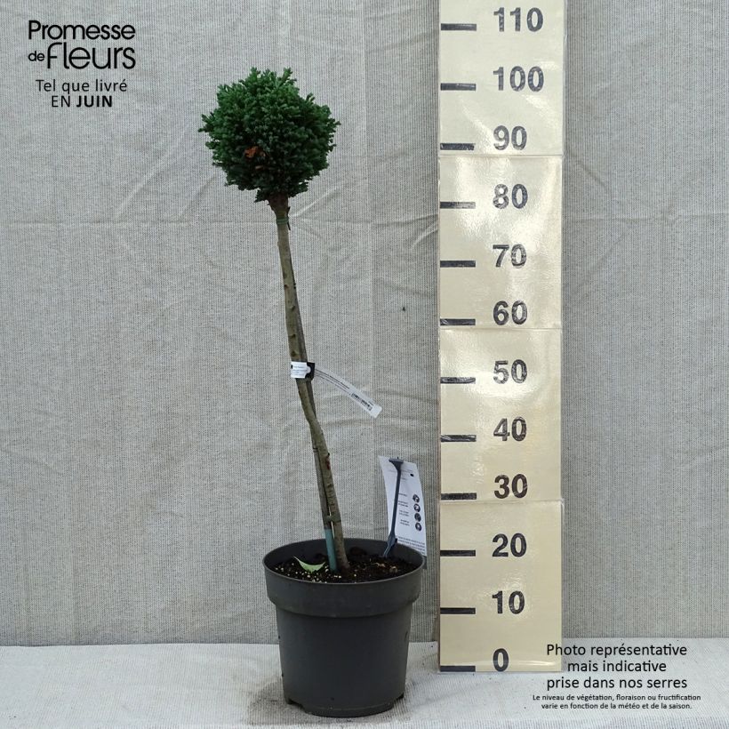 Chamaecyparis lawsoniana Rimpelaar - Lawson Cypress 7.5L/10L potShipped height around 70/80cm sample as delivered in spring