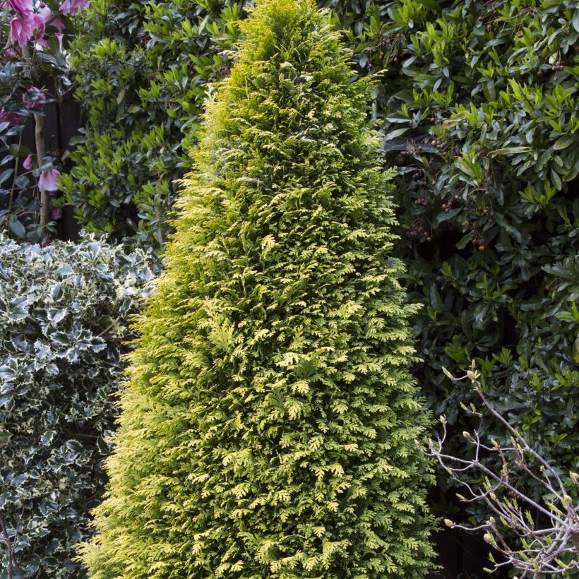 Chamaecyparis lawsoniana Stardust - Lawson's Cypress (Plant habit)