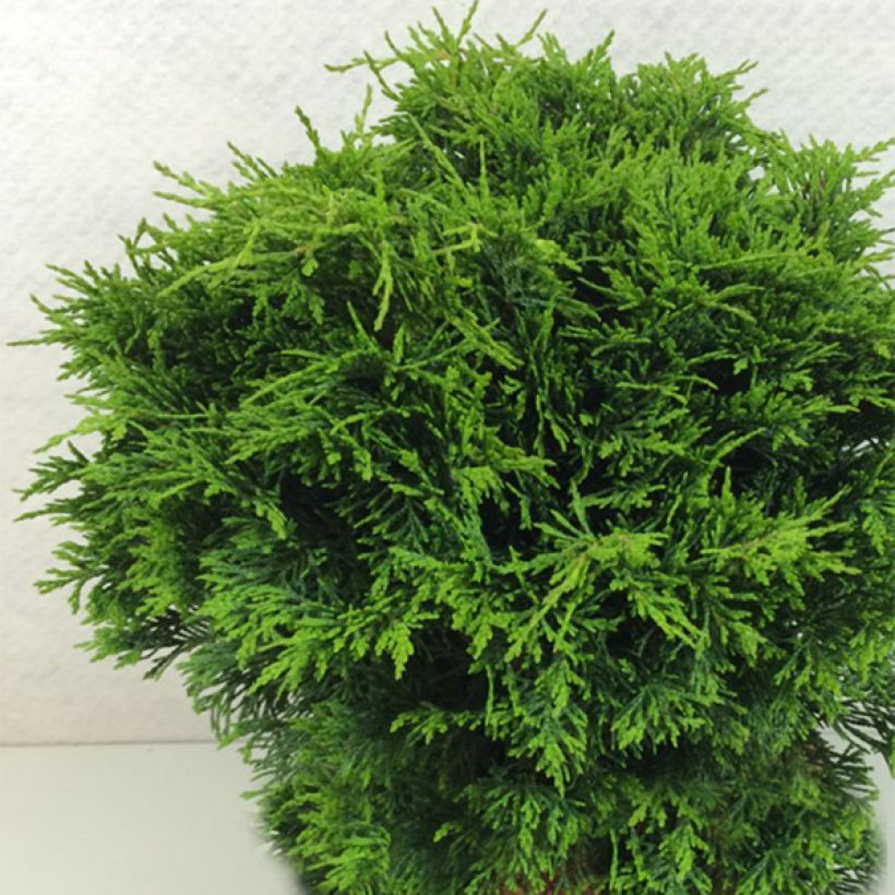 Chamaecyparis lawsoniana Twisted Ball - Lawson Cypress (Plant habit)