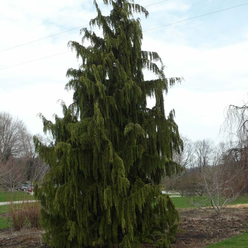 Chamaecyparis nootkatensis Pendula - Weeping Nootka Cypress (Plant habit)