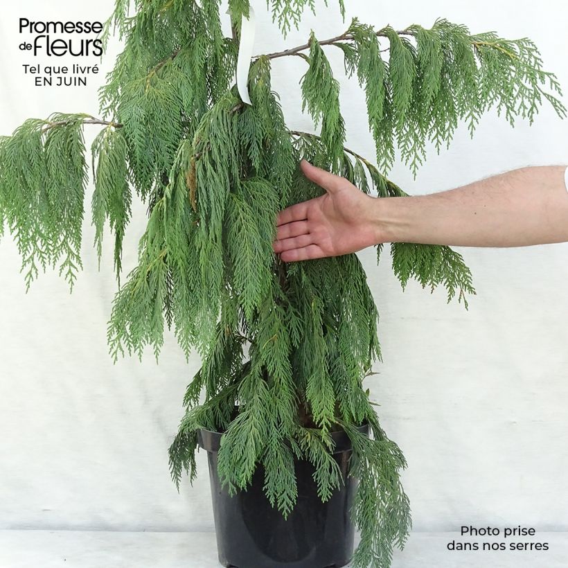 Example of Chamaecyparis nootkatensis Pendula - Weeping Nootka Cypress as you get in ete