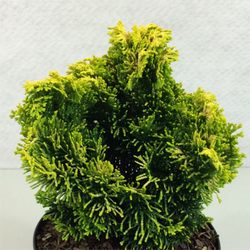 Chamaecyparis obtusa Andorra - Hinoki Cypress (Plant habit)