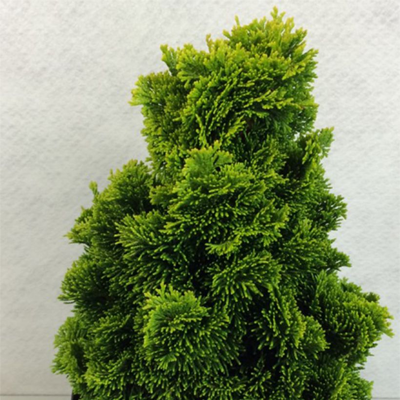 Chamaecyparis obtusa Aurora - Hinoki Cypress (Plant habit)