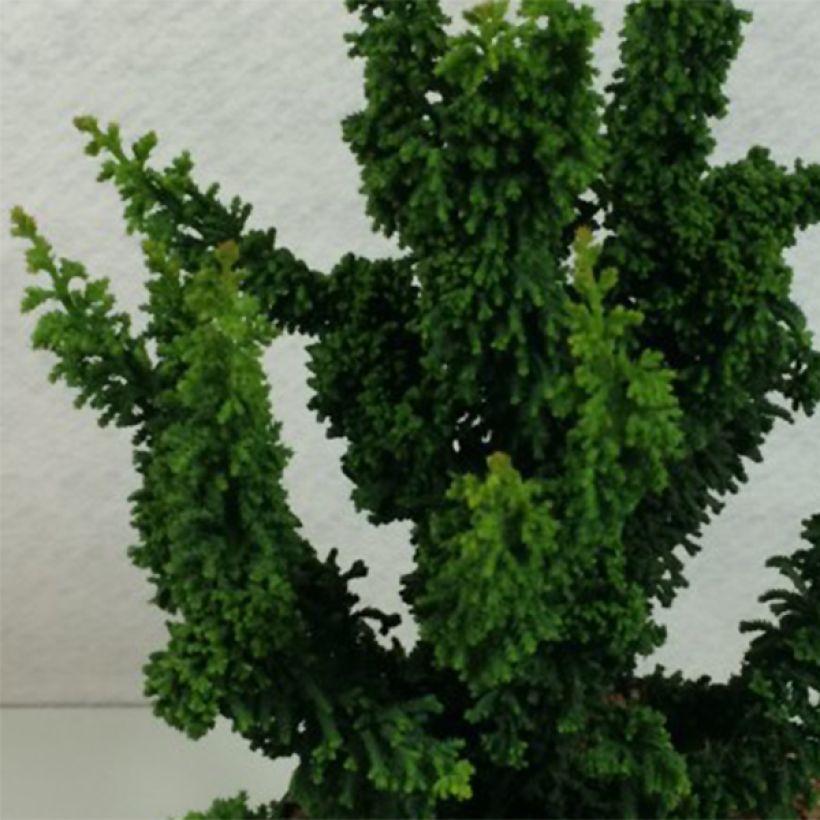 Chamaecyparis obtusa Chirimen - Hinoki Cypress (Foliage)