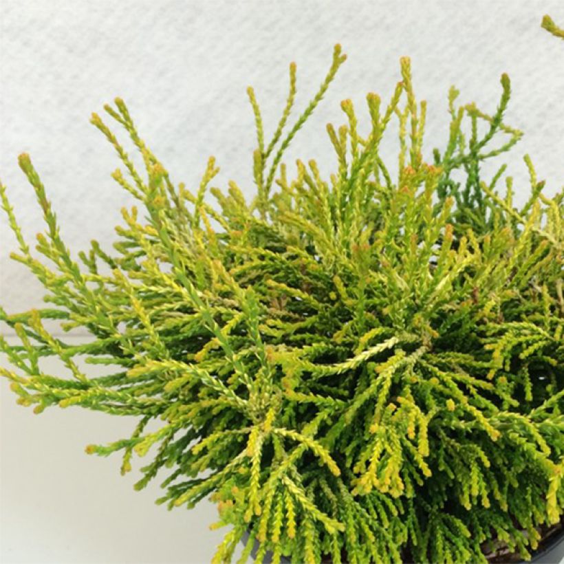 Chamaecyparis obtusa Gitte - Hinoki Cypress (Plant habit)