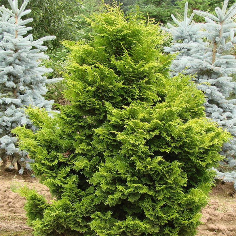 Chamaecyparis obtusa Gold Drop - Hinoki Cypress (Plant habit)