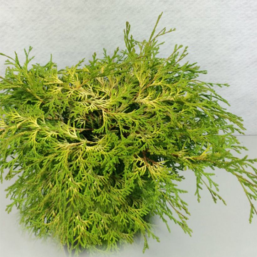 Chamaecyparis obtusa Kamarachiba - Hinoki Cypress (Plant habit)