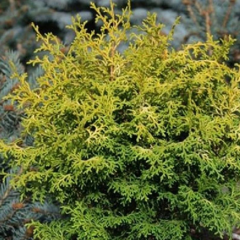 Chamaecyparis obtusa Melody - Hinoki Cypress (Foliage)