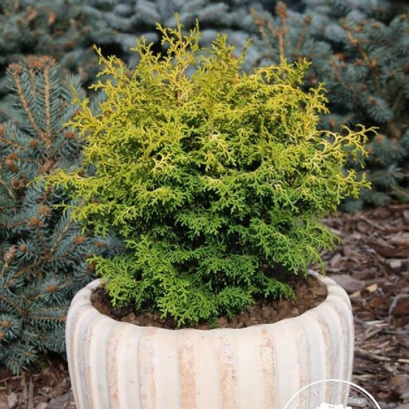 Chamaecyparis obtusa Melody - Hinoki Cypress (Plant habit)