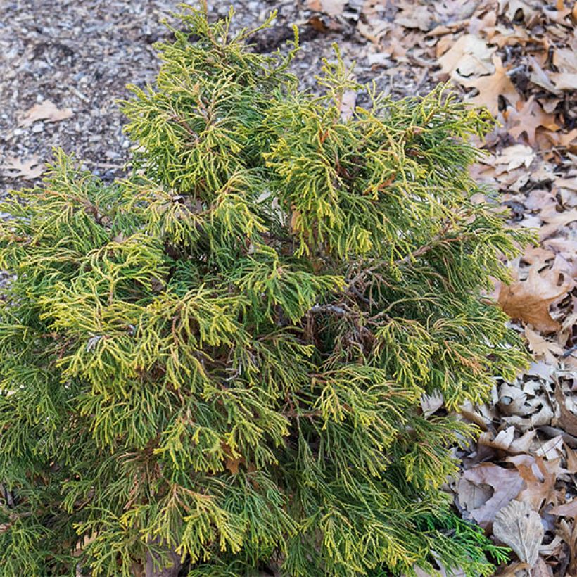 Chamaecyparis obtusa Tsatsumi Gold - Hinoki Cypress (Plant habit)