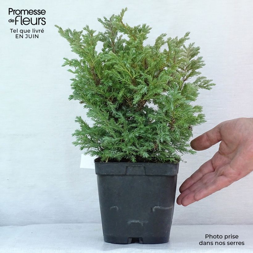 Chamaecyparis pisifera Boulevard - Sawara Cypress 2L/3L pot sample as delivered in summer