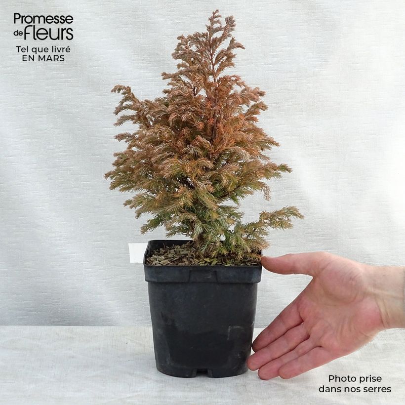 Chamaecyparis pisifera Boulevard - Sawara Cypress sample as delivered in spring