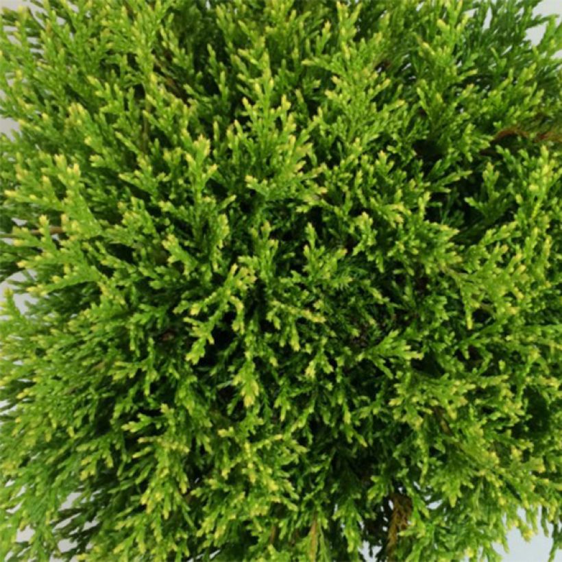 Chamaecyparis pisifera Filips Happy Day - Sawara Cypress (Foliage)