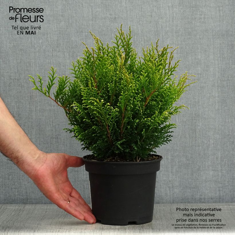 Chamaecyparis pisifera Filips Happy Day - Sawara Cypress sample as delivered in spring
