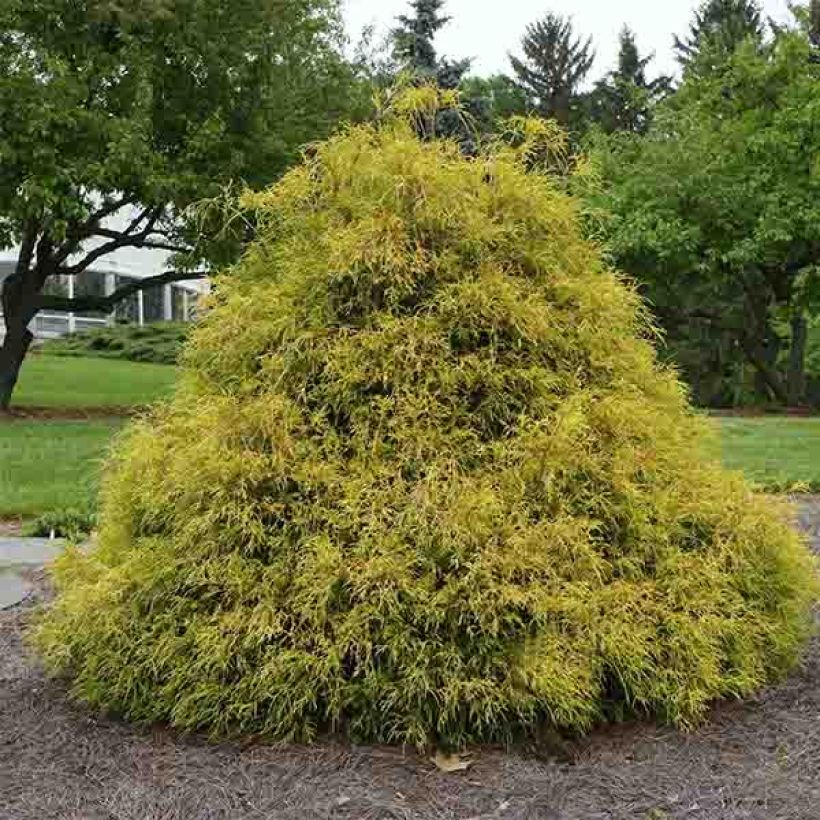 Chamaecyparis pisifera Golden Mop - Sawara Cypress (Plant habit)