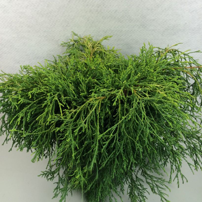 Chamaecyparis pisifera Kaatje - Sawara Cypress (Plant habit)