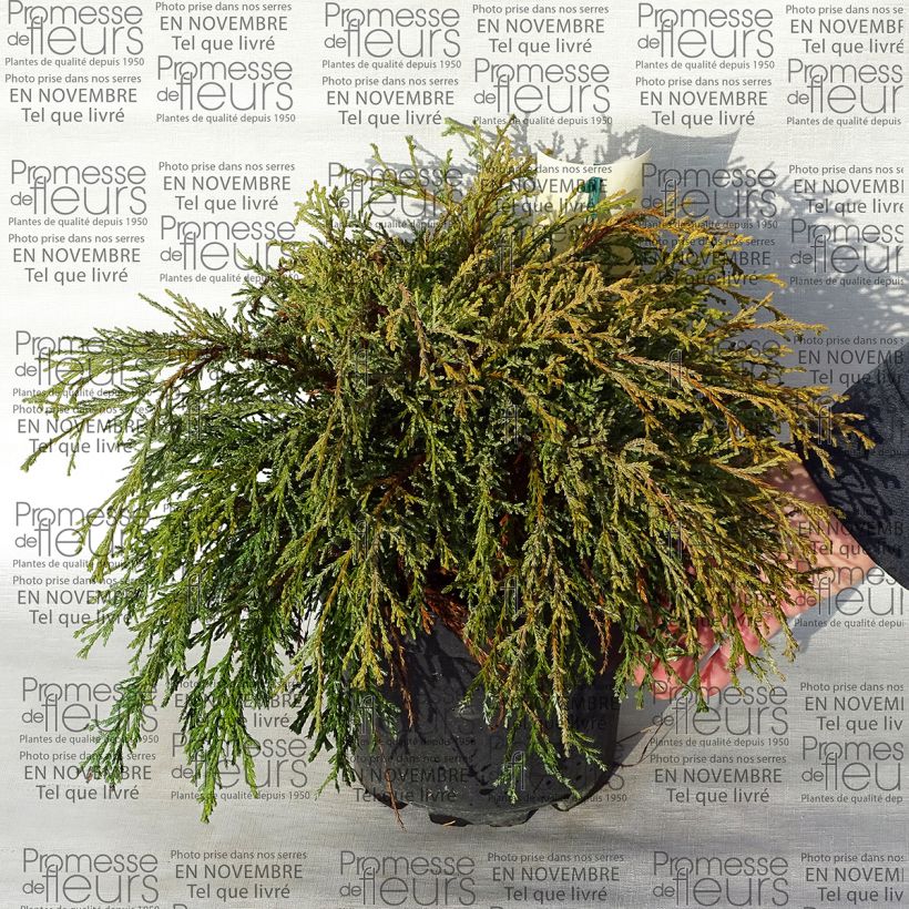 Example of Chamaecyparis pisifera Kaatje - Sawara Cypress specimen as delivered
