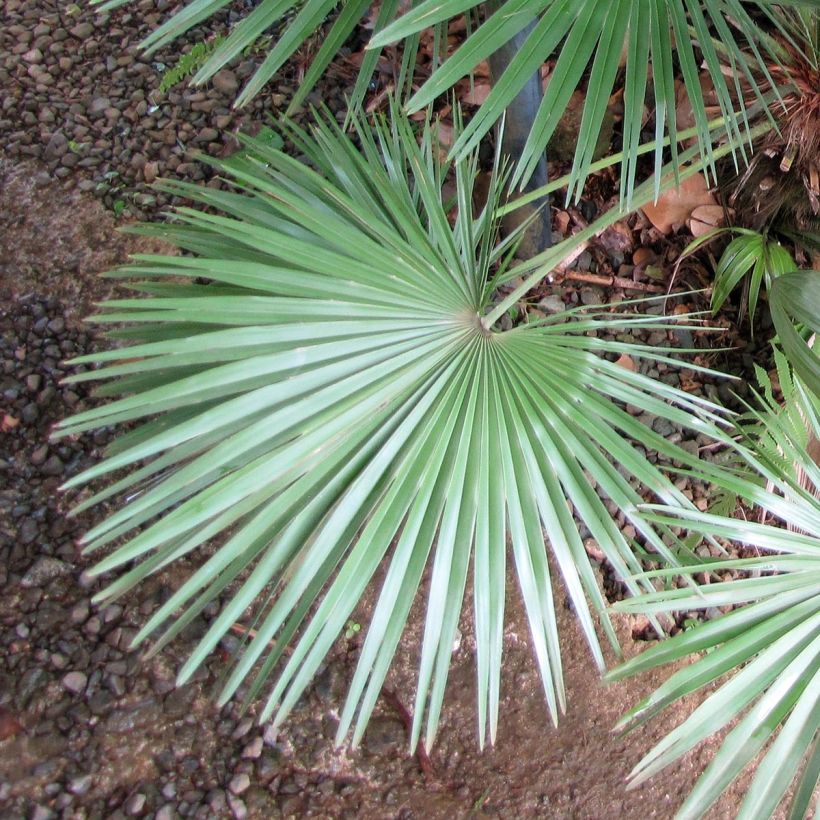 Chamaerops humilis - Dwarf Palm (Foliage)