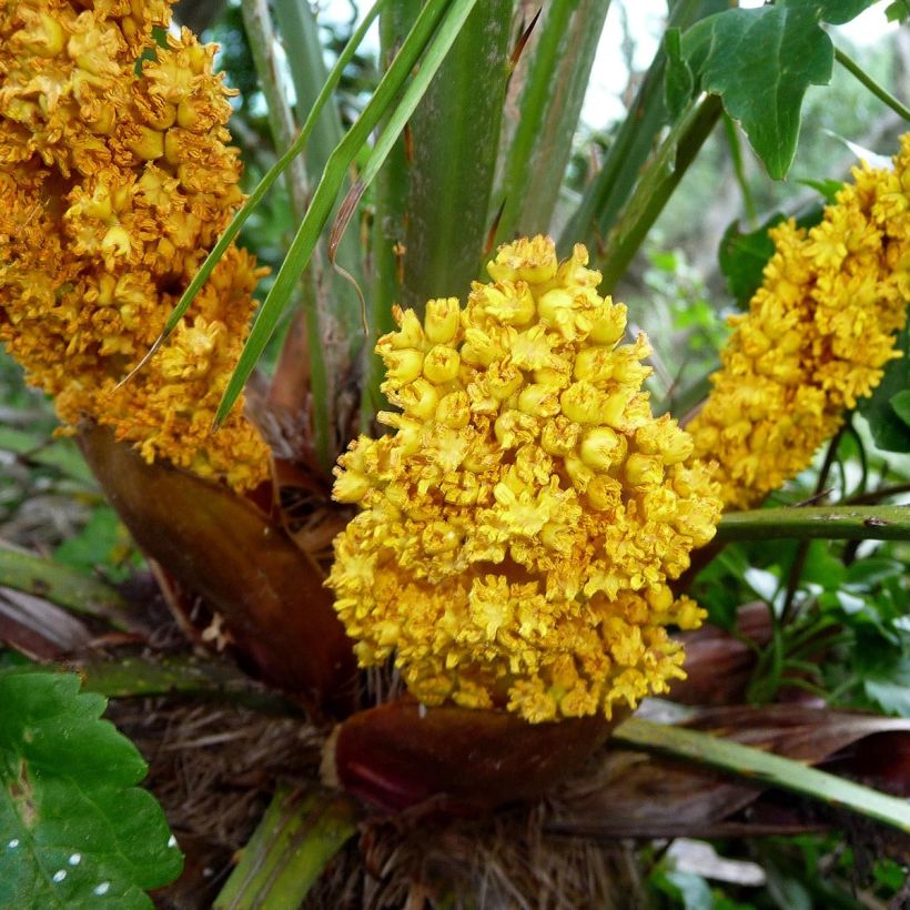 Chamaerops humilis - Dwarf Palm (Flowering)