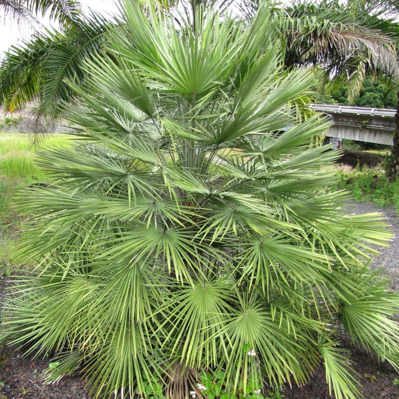 Chamaerops humilis - Dwarf Palm (Plant habit)
