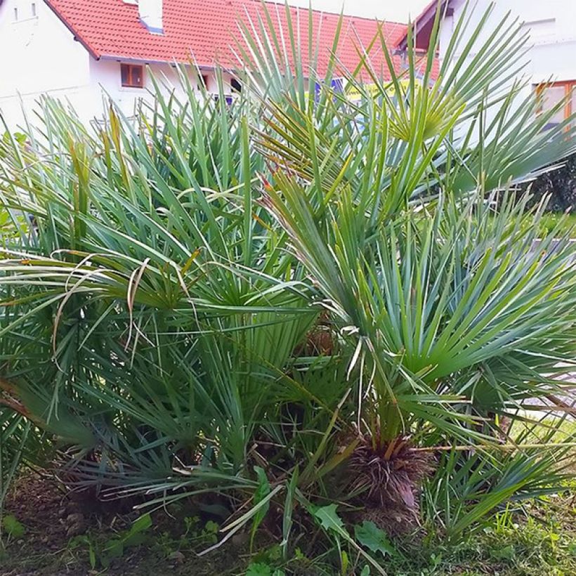 Chamaerops humilis var. cerifera - Dwarf Fan Palm (Foliage)