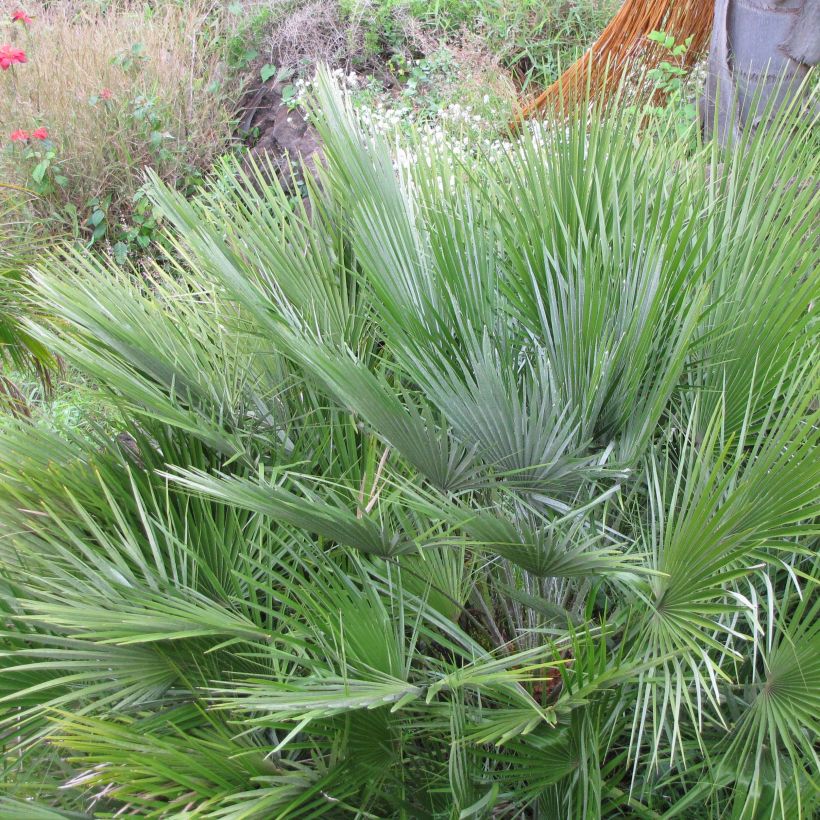 Chamaerops humilis Compacta - Dwarf Fan Palm (Plant habit)