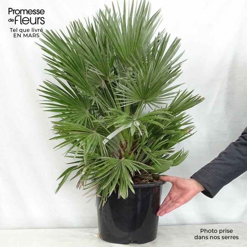 Chamaerops humilis Compacta - Dwarf Fan Palm sample as delivered in spring