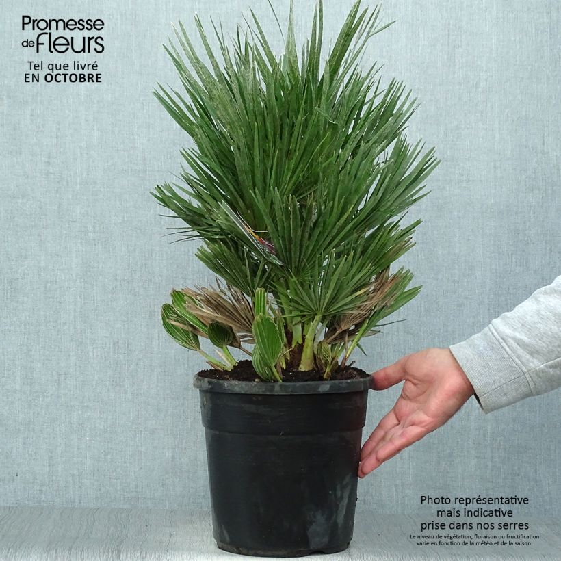 Chamaerops humilis Compacta - Palmier nain pot de 4/5L sample as delivered in autumn