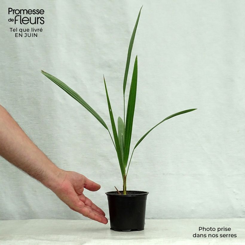 Chamaerops humilis - Dwarf Palm 12cm pot sample as delivered in summer