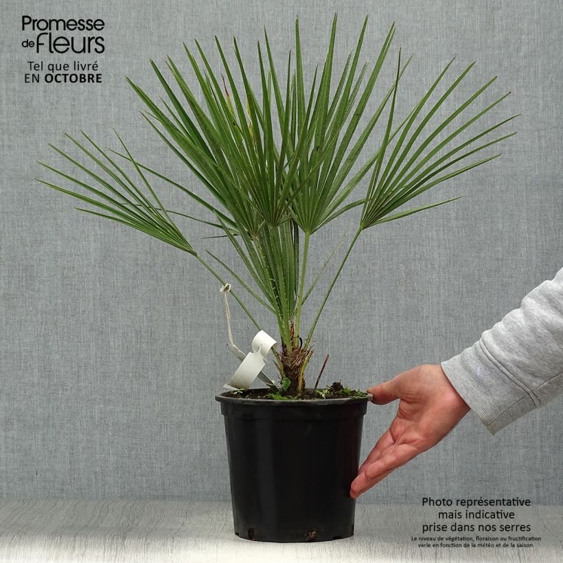 Chamaerops humilis - Palmier nain pot de 3L sample as delivered in autumn