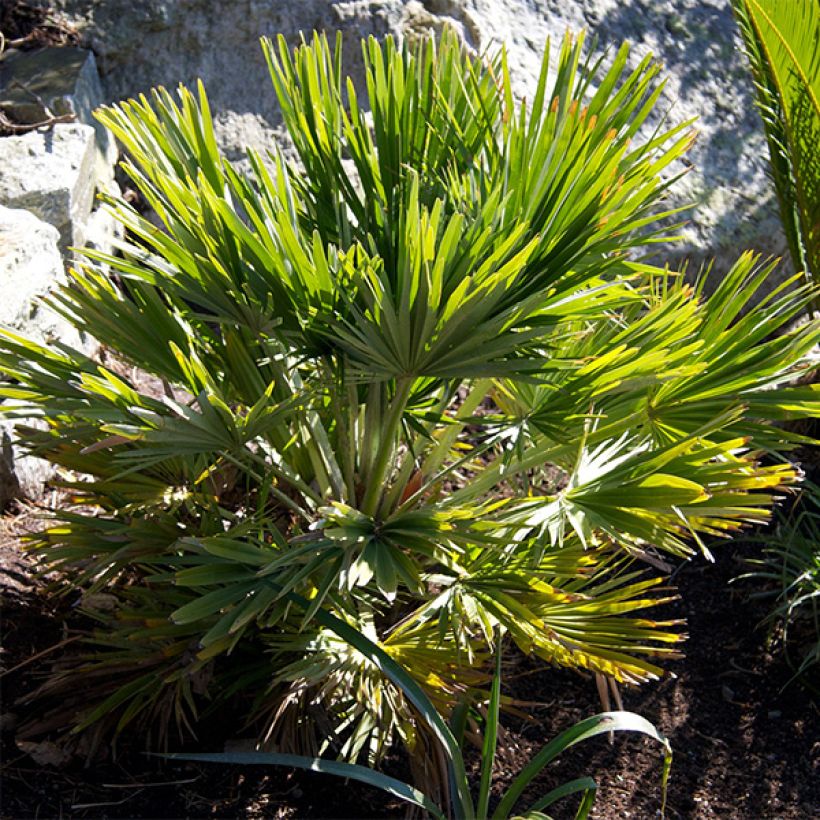 Chamaerops humilis Vulcano - Dwarf Fan Palm (Plant habit)