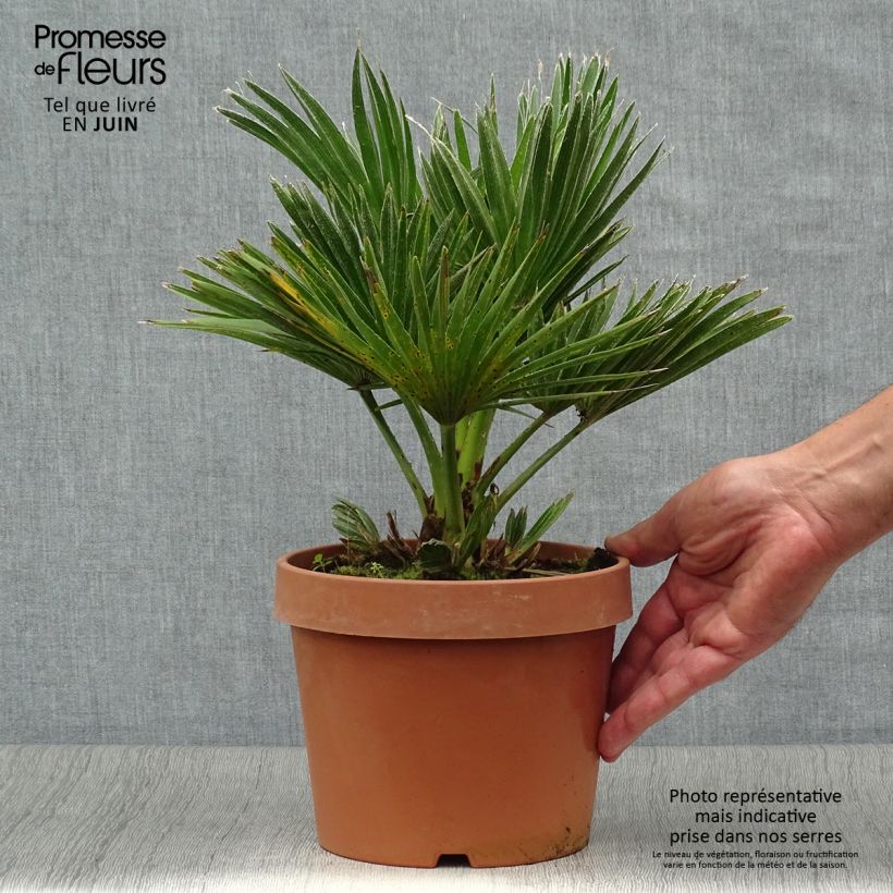Chamaerops humilis Vulcano - Dwarf Fan Palm 2L/3L pot sample as delivered in summer