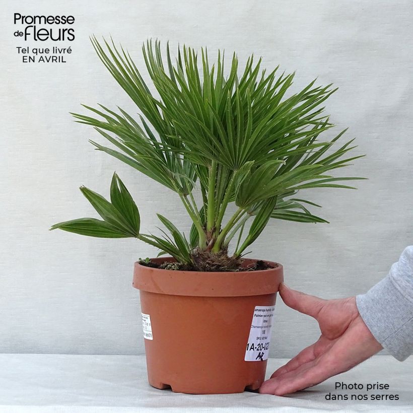 Chamaerops humilis Vulcano - Dwarf Fan Palm sample as delivered in spring