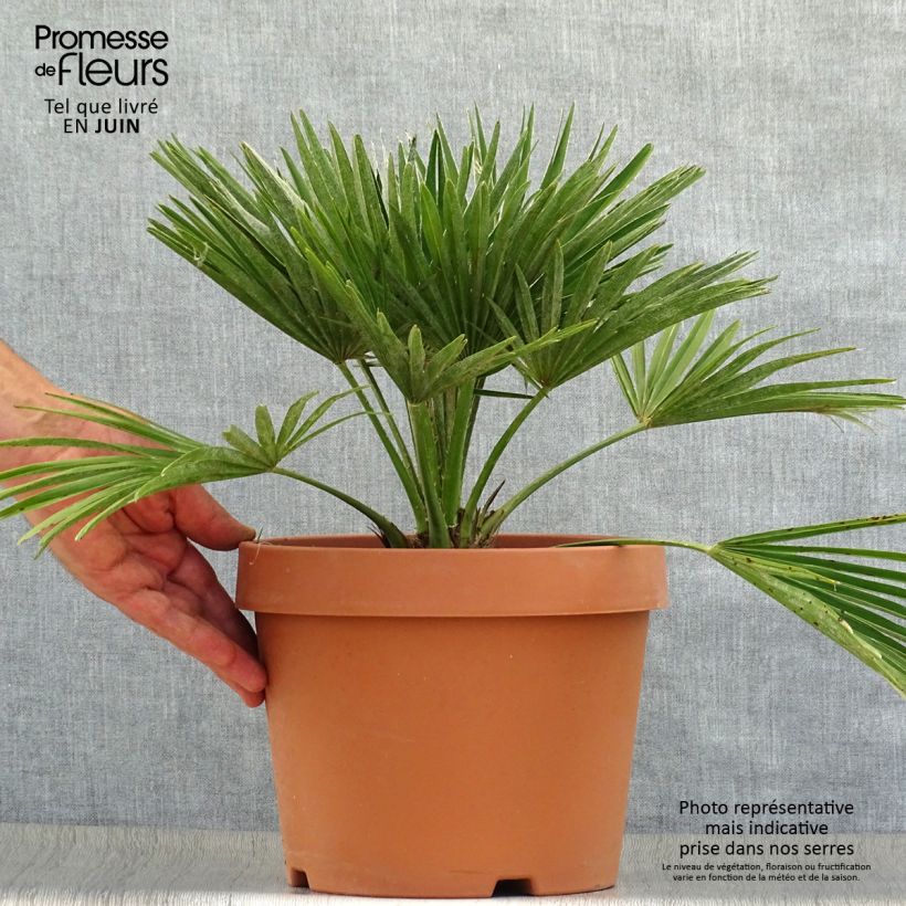 Chamaerops humilis Vulcano - Dwarf Fan Palm 6L/7L pot sample as delivered in summer