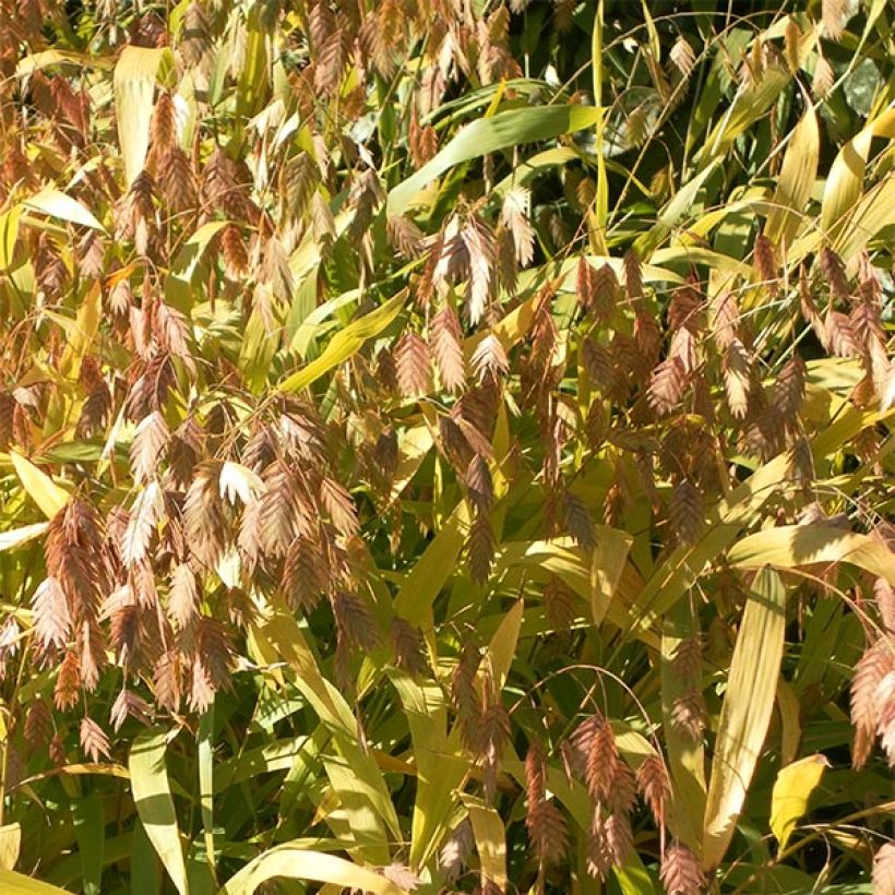 Chasmanthium latifolium (Flowering)