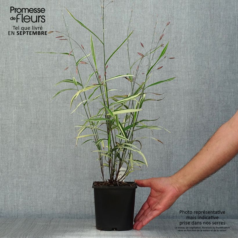 Chasmanthium latifolium River Mist - Uniola latifolia - Pot de 2L/3L sample as delivered in summer
