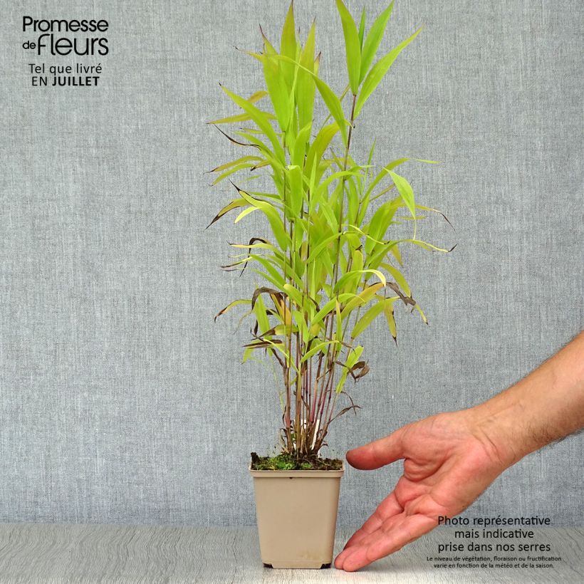Chasmanthium latifolium - Uniola latifolia en godet de 9 cm sample as delivered in summer