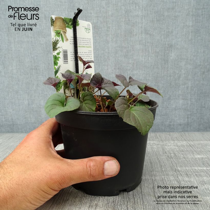 Bunium bulbocastanum 1.5L/2L pot sample as delivered in summer