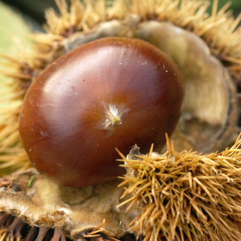 Chestnut Marigoule - Castanea sativa (Harvest)