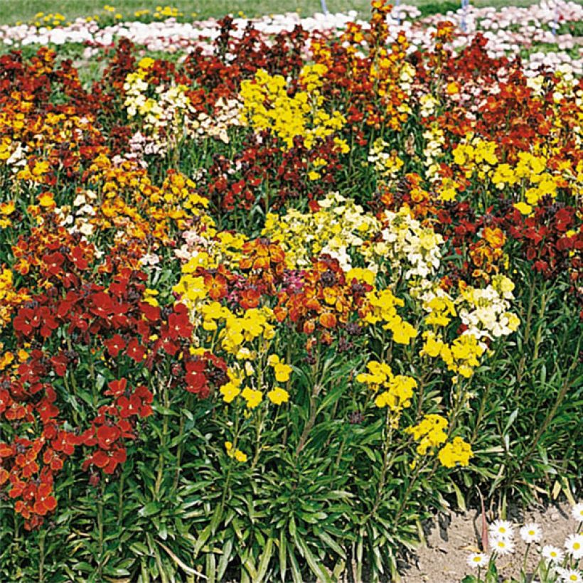 Erysimum Bedder Plug Plant Mix - Wallflower (Flowering)