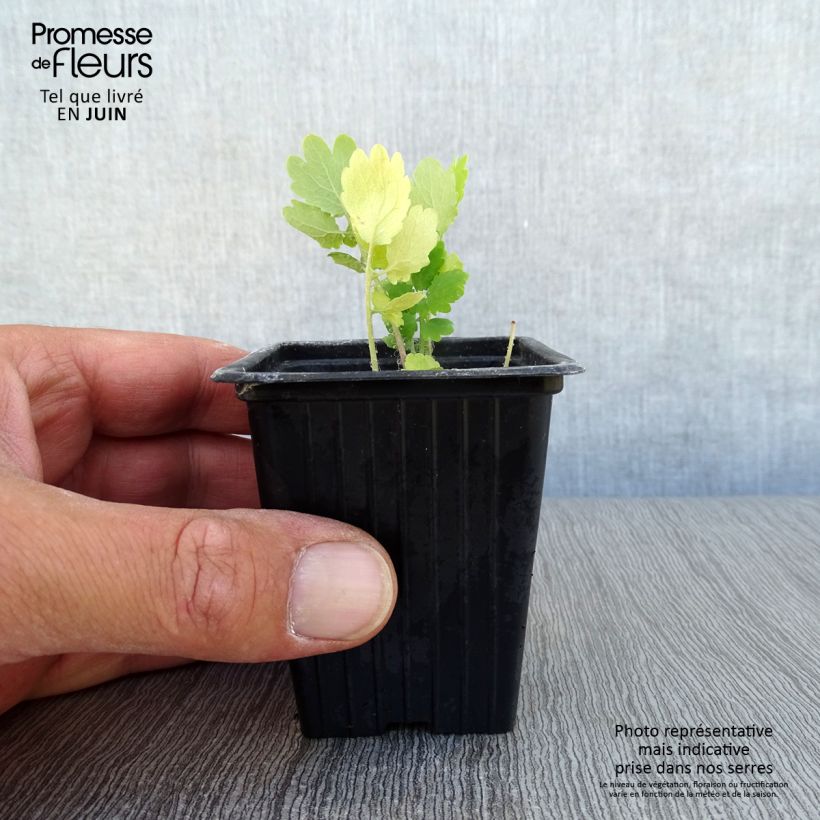 Chelidonium majus 7/8 cm pot sample as delivered in summer