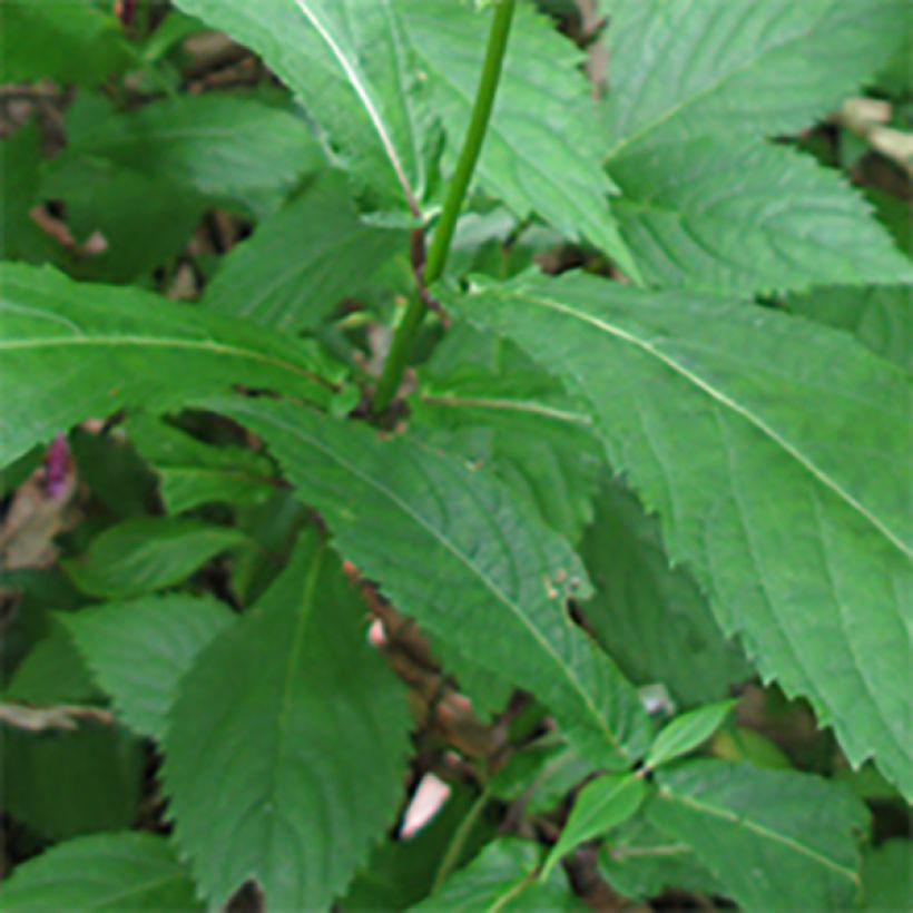 Chelonopsis moschata (Foliage)