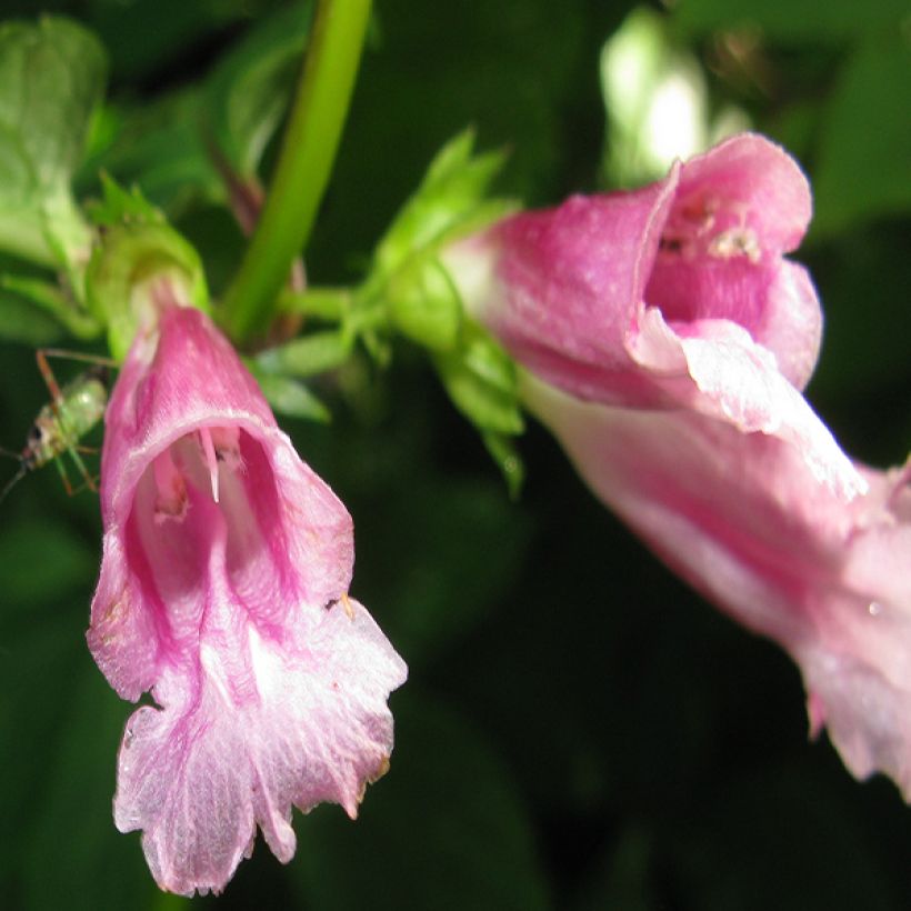 Chelonopsis moschata (Flowering)