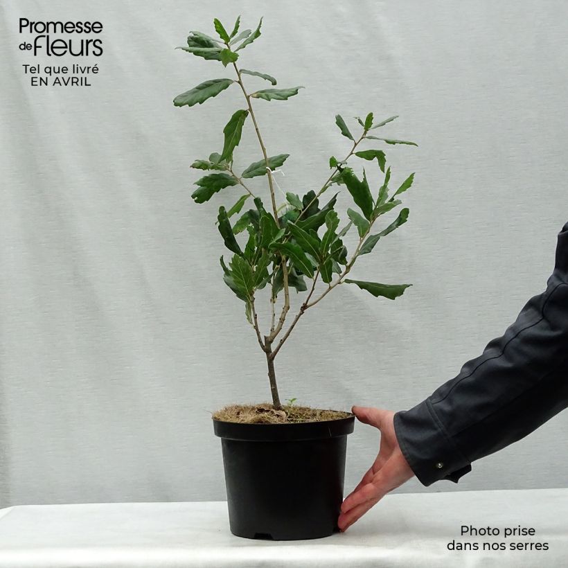 Quercus turneri Spencer Turner - Hybrid Oak 4L/5L potShipped height around 40/60cm sample as delivered in spring