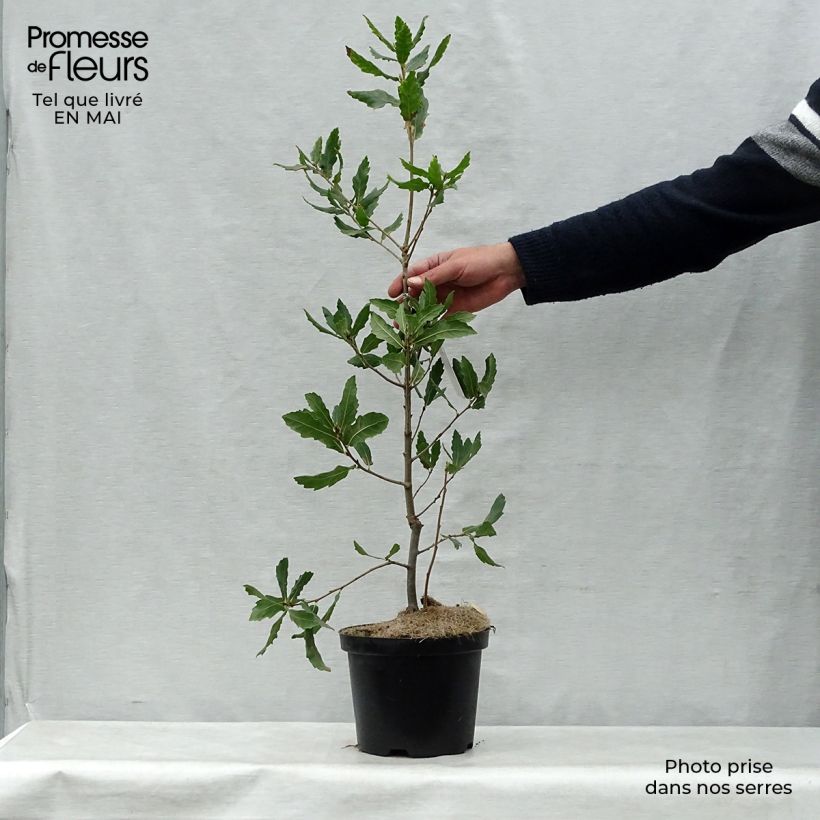Quercus turneri Spencer Turner - Hybrid Oak sample as delivered in spring