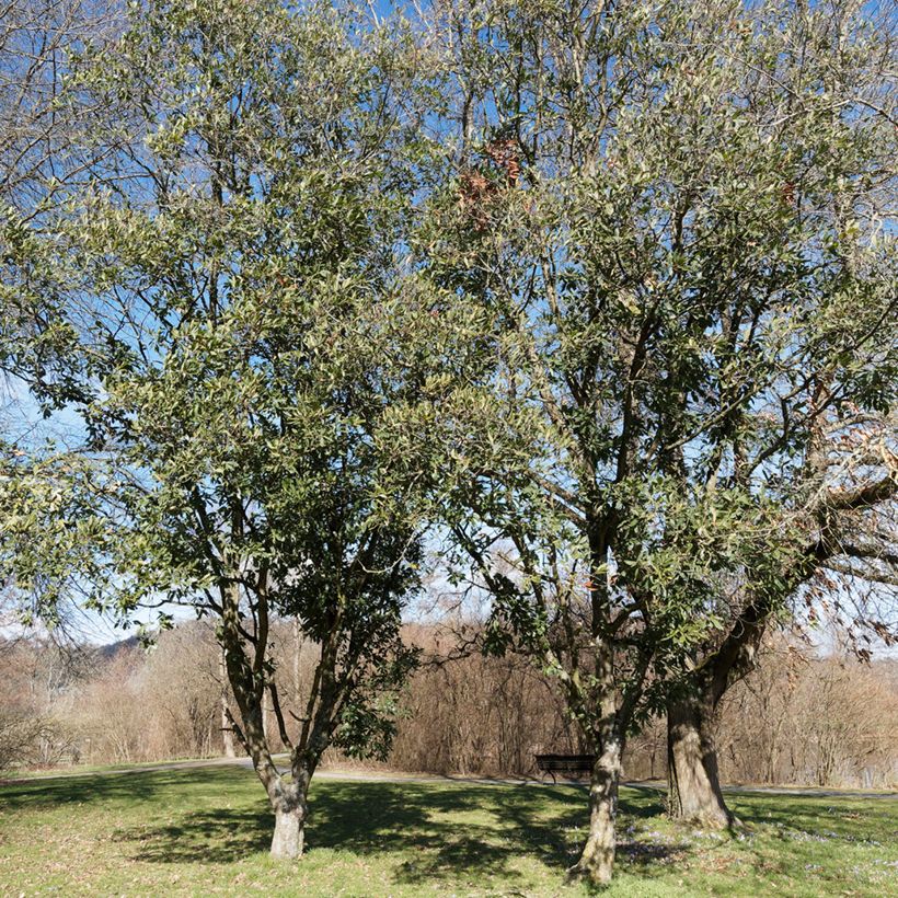 Quercus turneri Spencer Turner - Hybrid Oak (Plant habit)